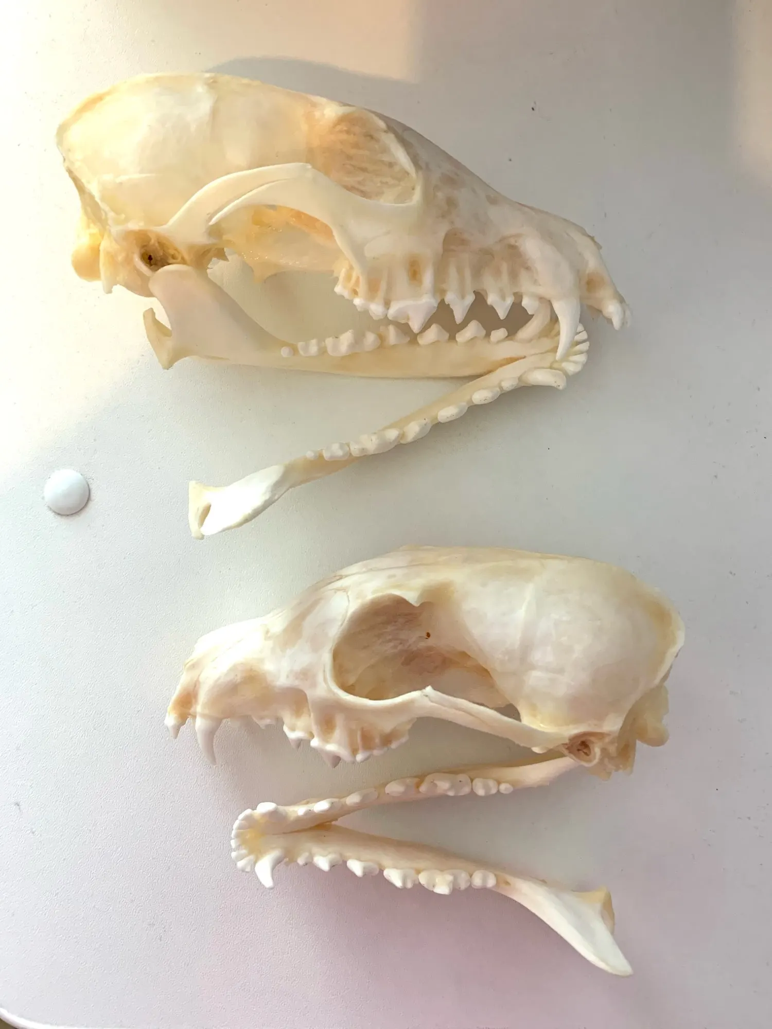 Real animal skulls 2 Pcs Real Fox skulls Academic study Surprise gift Snow Fox 