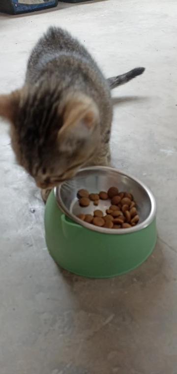Comedero Anti Vuelco De Acero Inoxidable Para Gato