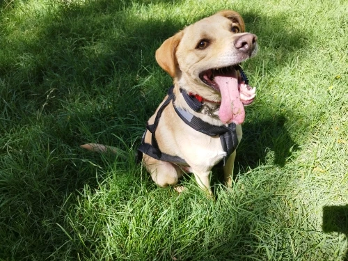 Adventure-Ready: Waterproof Reflective Dog Sledding Harness photo review