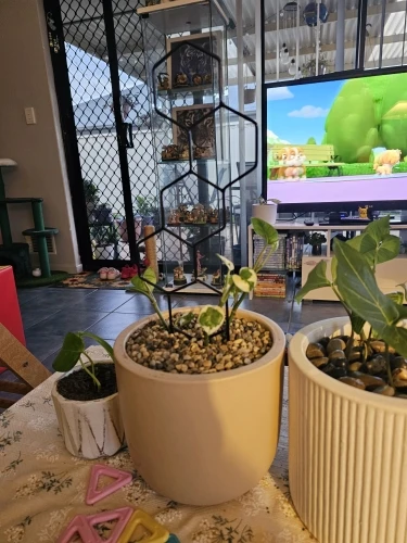 Climbing Plant Trellis Plant Support photo review