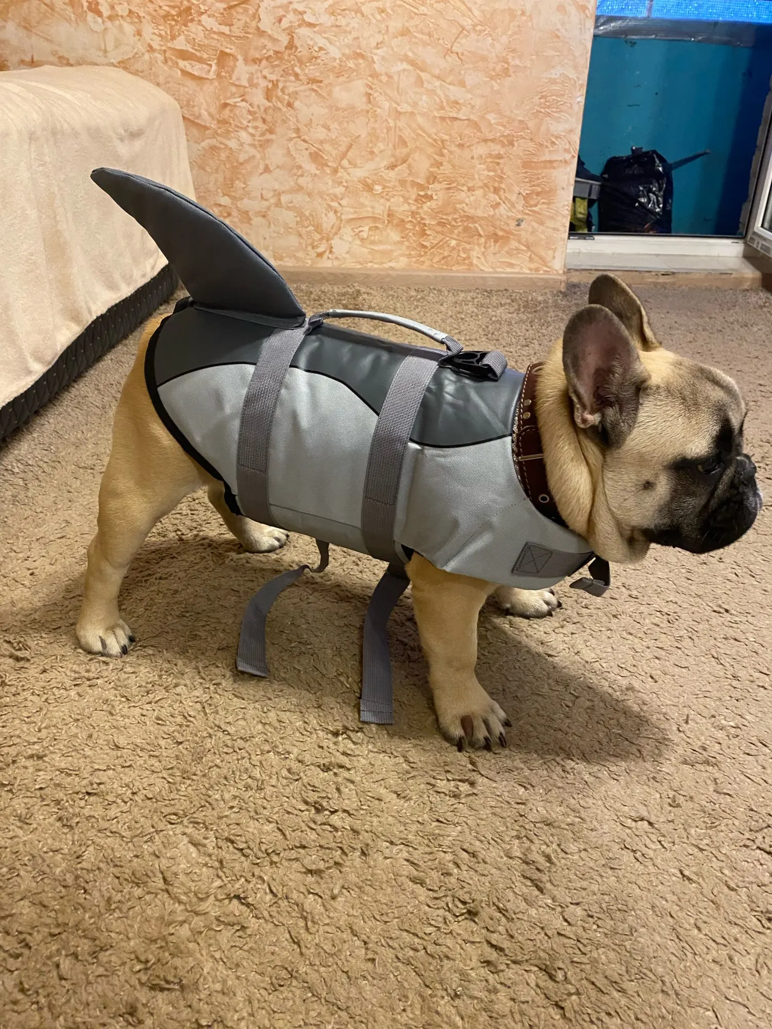 Kapok dla psa rekin DOGGY SHARK photo review