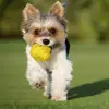 Pet Dog Toy Super Bite Resistant Ball Light Chew ETPU Ball High Elastic Interactive Throwing Flying Toys For Dogs Supplies 4