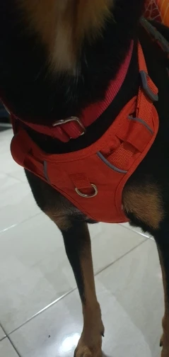 Arnés Duradero Para Perro