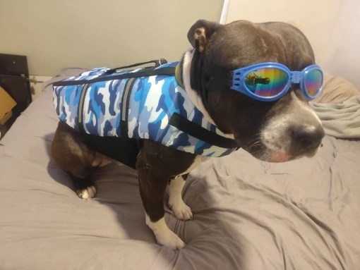 Chaleco Salvavidas Tiburón Con Estillo Para Perro