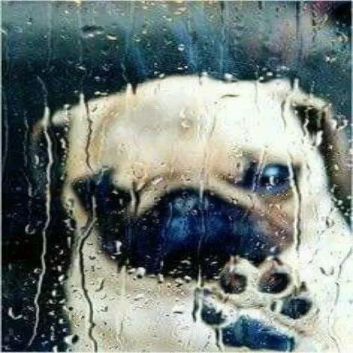 Cream Neko Hoodie - Jojifuku Aesthetic photo review