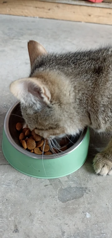 Comedero Anti Vuelco De Acero Inoxidable Para Gato
