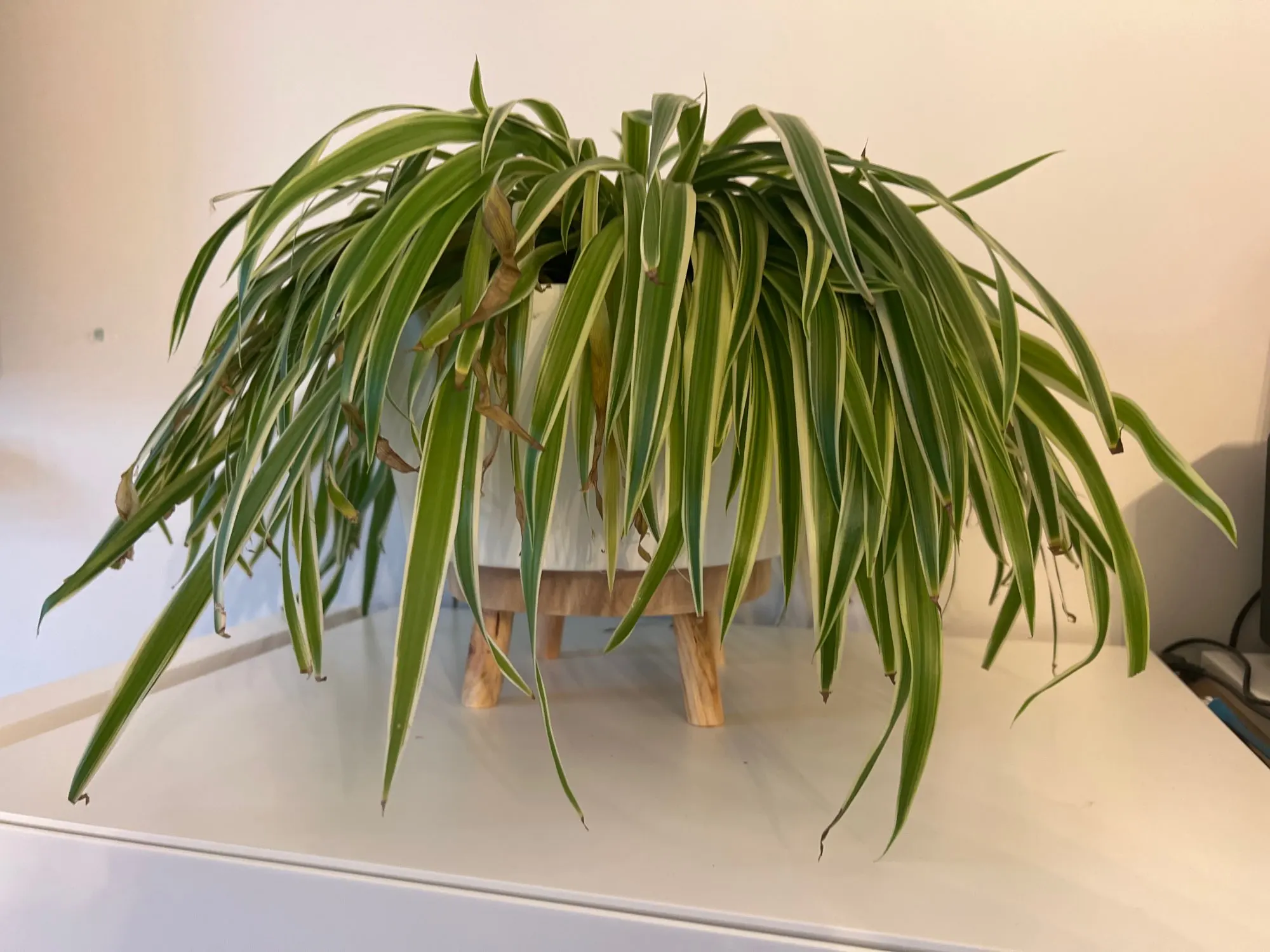 Support Plante Bois photo review