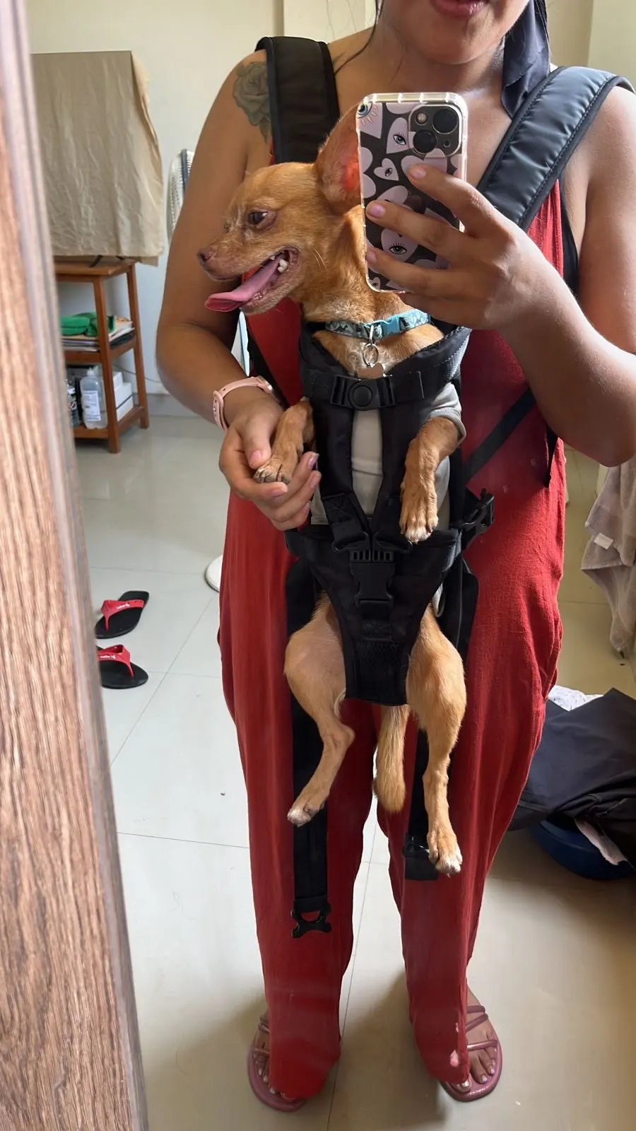 Paws-on-the-Go: Front Travel Backpack Carrier for Cats and Small-Medium Dogs photo review