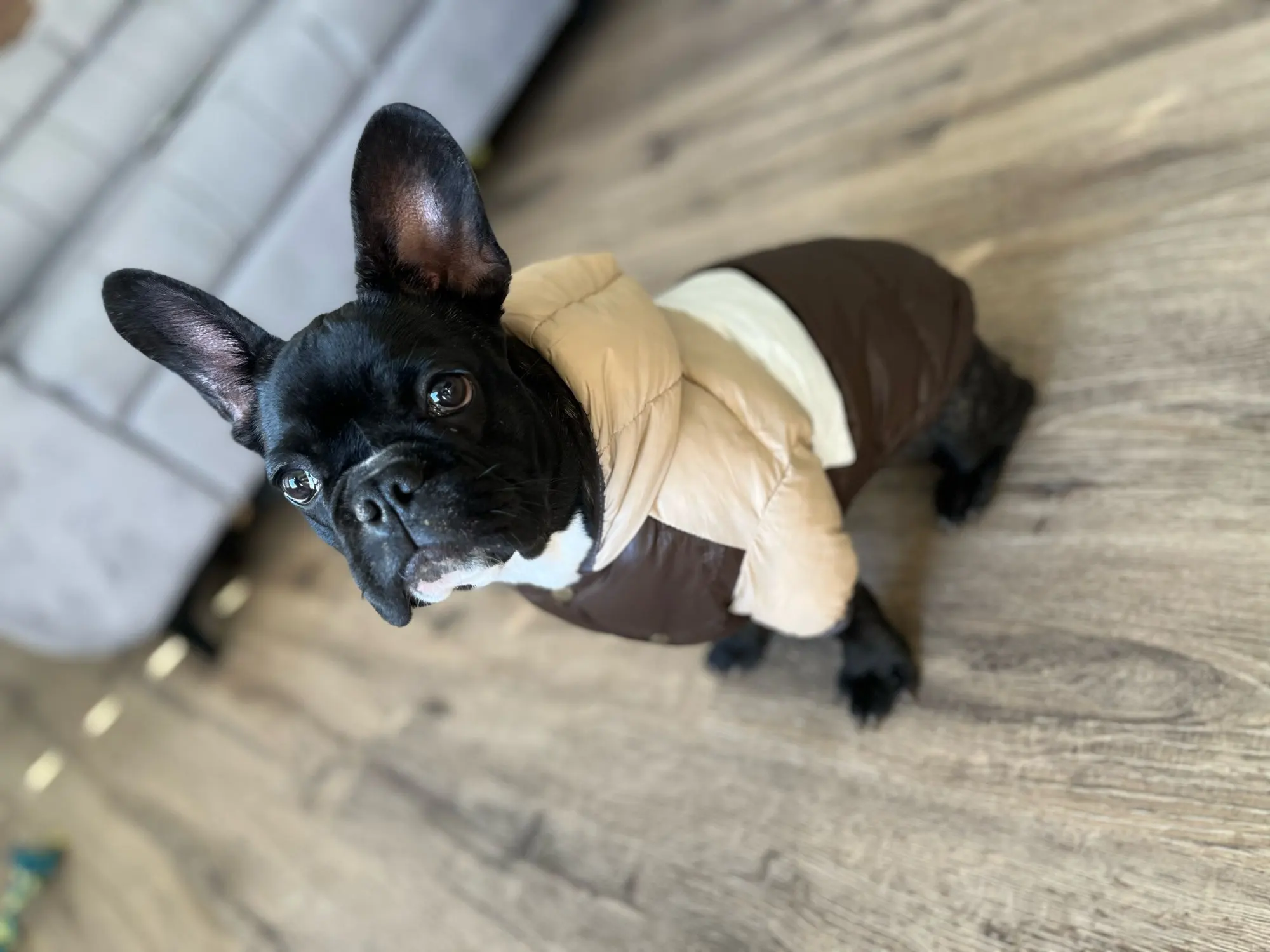 Waterproof Winter Jacket Warm Clothes For Dogs