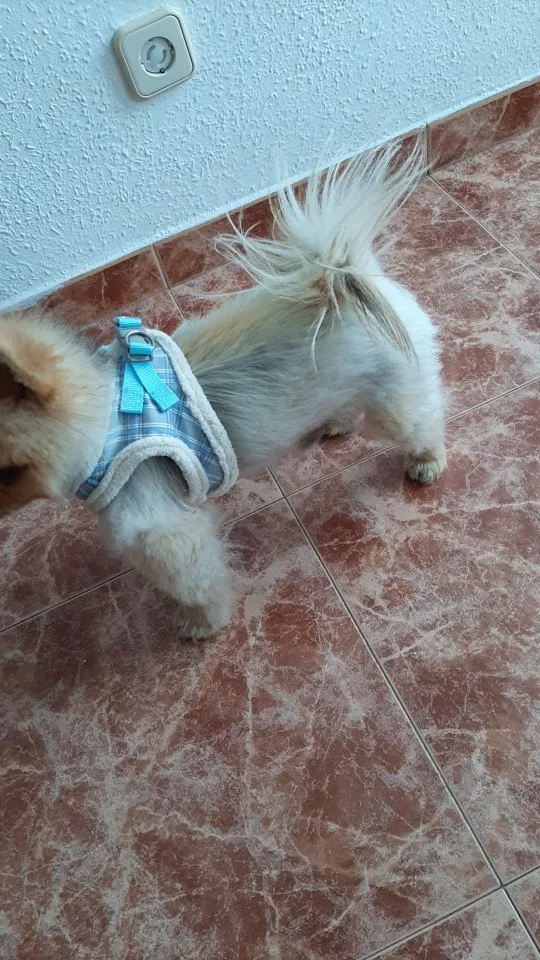 Winter Warm Pet Harness Set: Soft, No-Pull Adjustable Vest with Leash for Small Dogs like French Bulldogs photo review