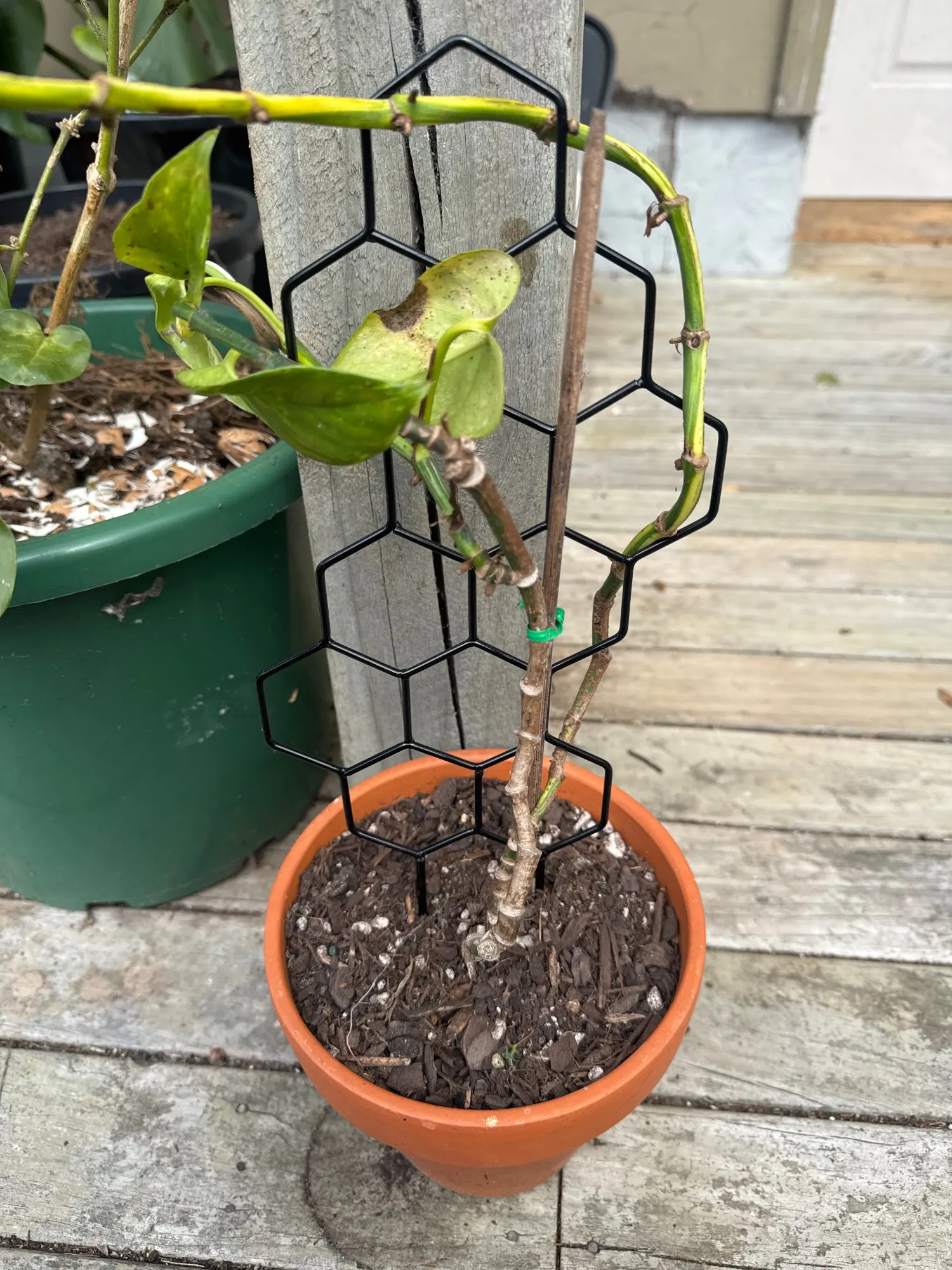 Climbing Plant Trellis Plant Support photo review