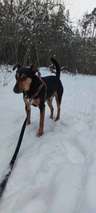 Secure Paws No-Pull Nylon Harness: Comfortable & Durable Vest for Medium to Large Dogs photo review