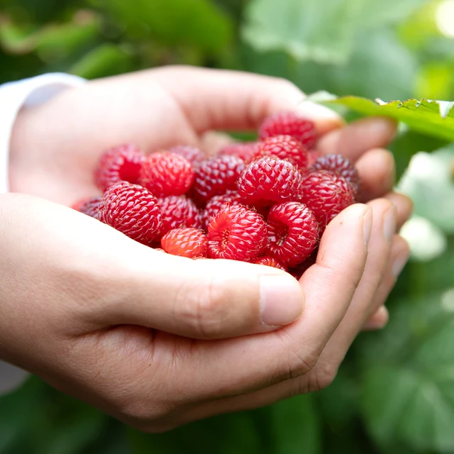 집에서 즐기는 신선하고 맛있는 제철 과일