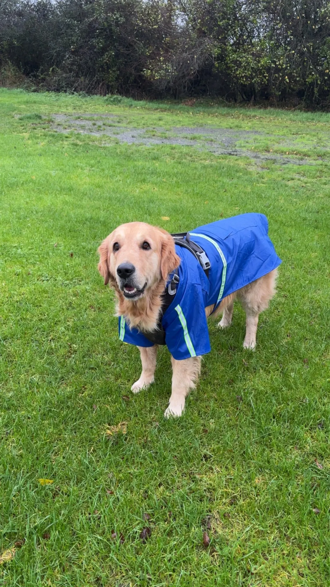 Large Dog Raincoat