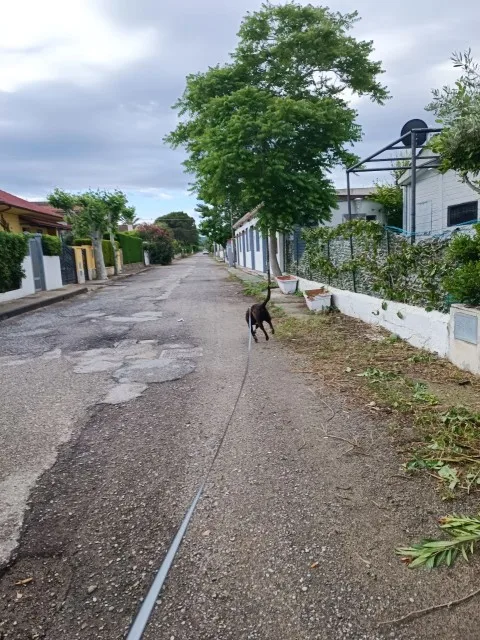 8m Large Dog Leash Retractable Pet Extendable Strap Outdoor Training photo review