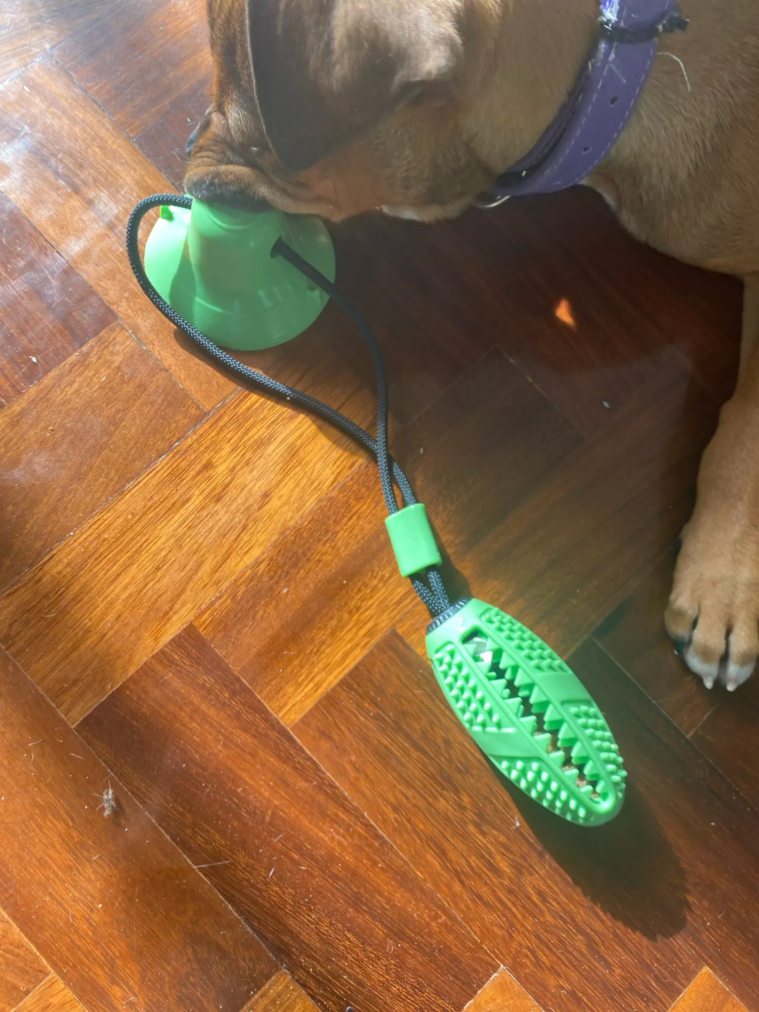 Suction Pup Chew: Interactive Chew Toy for Medium to Large Dogs - Fun & Dental Health in One photo review