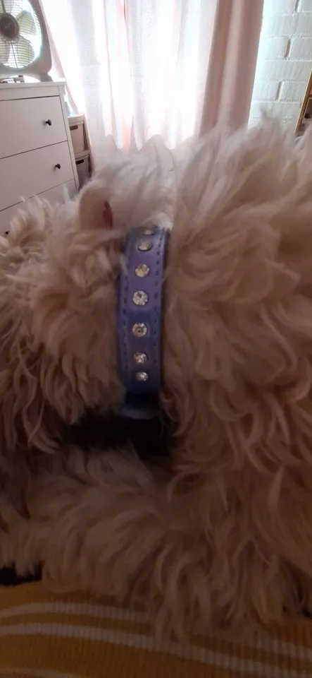 Dazzle Paws Crystal Leather Collar: Glamorous Style for Your Petite Pup photo review