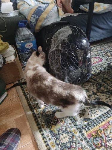 🐱 תיק חתול שקוף – מסע נעים ובטוח לחתול או כלב קטן! תיק נושאת נסיעות עם עיצוב נשימתי לשמירה על נוחות ורווחה. ✨
