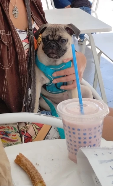 Reflective Mesh Harness & Leash Set: Secure Walking Gear for Small to Medium Pets, including Bulldogs and Pugs photo review