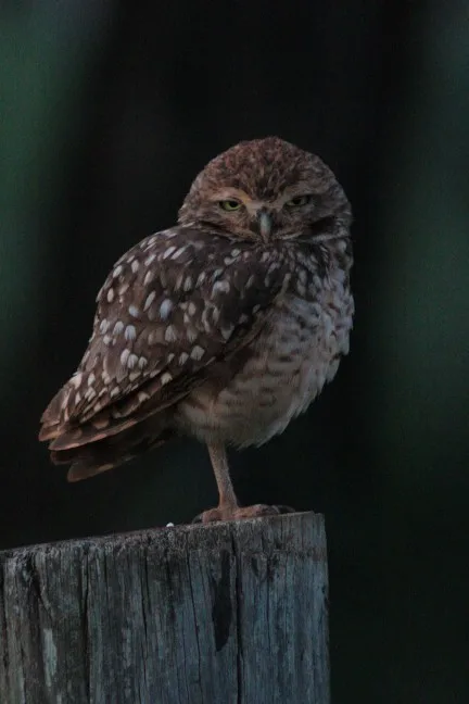 Lightdow 420-800mm F8.3-F16 Manual Zoom Telephoto Lens photo review