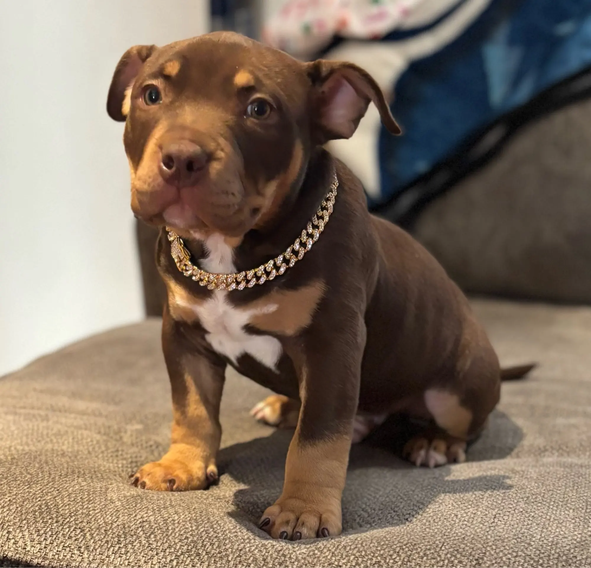 Pawsomenook™ - Crystal Collar Jewelry For Dogs And Cats.