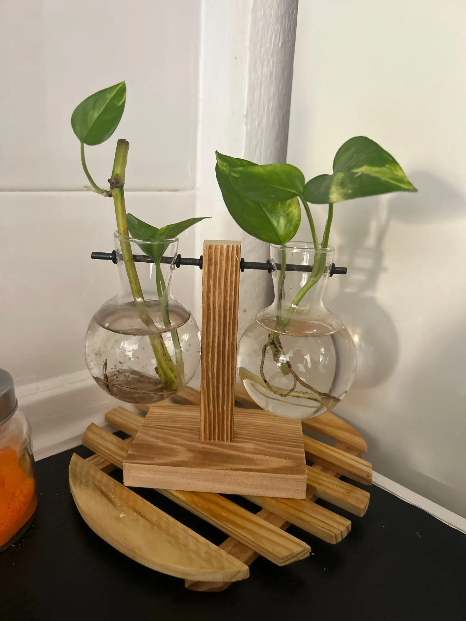 Hydroponic Plant Terrarium Vase photo review