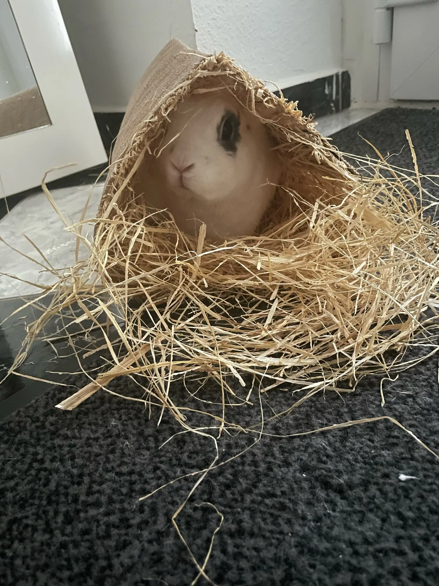 Bunny Burrow, Grass Straw Tunnel Hideaway for Small Pets photo review