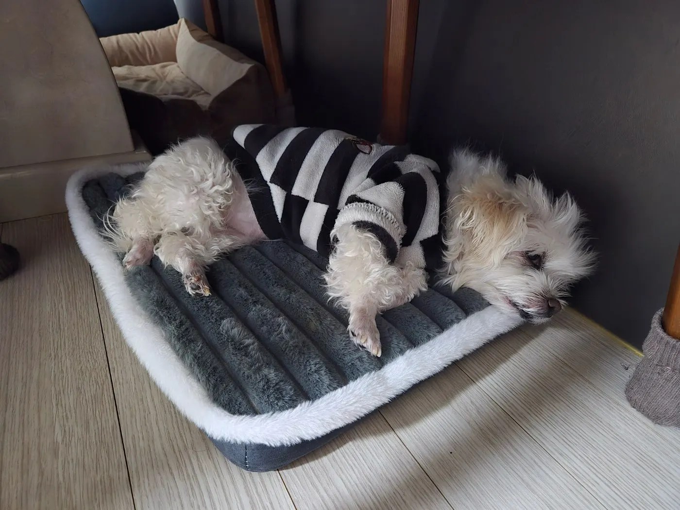 Dog Bed Mat with Zipper Remolvable Elastic Cat Bed for Dog Sleeping Mat photo review