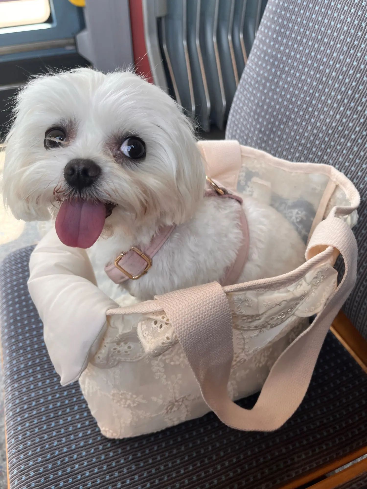 Cute Lace Carrier Bags for Dogs photo review