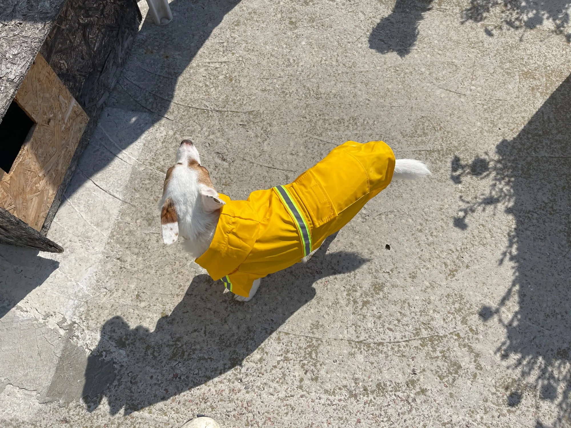 DogMEGA Reflective Dog Raincoat 5 Colors 8 Sizes photo review