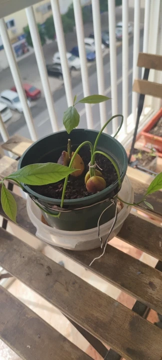 Essager 7A 100W USB Type C Cable For Huawei Honor 88W PD Fast Charging Charger USB A Data Cord Cable For Xiaomi Oneplus Samsung photo review