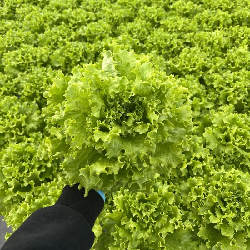 세척 제주 미니 밤호박 보우짱 단호박