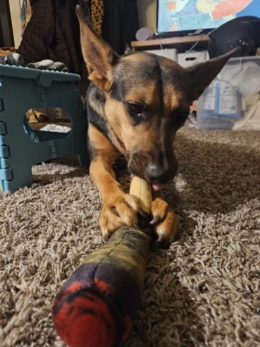 Juguete de peluche para mascotas, juguete creativo para masticar para perros pequeños y grandes photo review