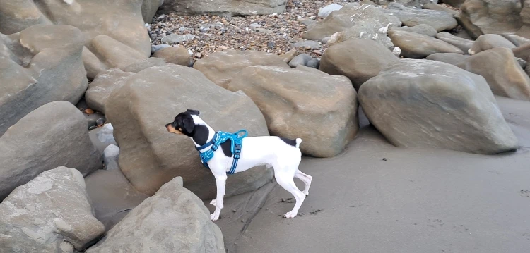 TrueLove Premium-Hundegeschirr