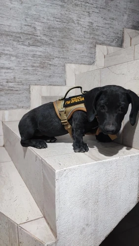 Arnés Para Perro