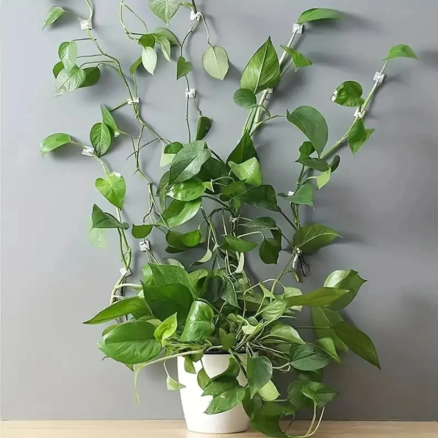 10pcs Outdoor Garden Wall Plant Clips Self-Adhesive Support For Climbing Vines Traceless Fixator For Hanging Flower Baskets