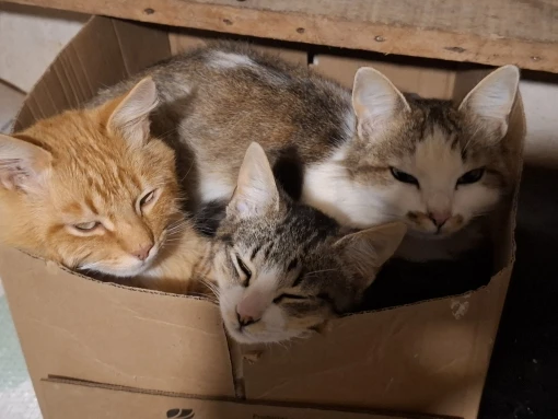 12 pares,Brasil,meias masculino,meia masculina,meia antiderrapante,meia de compressão ,meia anti derrapante,meia corrida (cópia) photo review