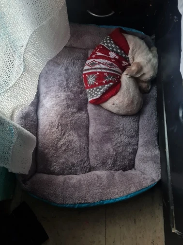 Cama Azul de Polar Lavable Para Perro