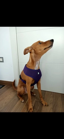 Truelove Puppy Cat Pet Dog Harness Breathable Mesh Nylon Dog Harness Strap Soft Walk Vest Collar For Small Medium Dog 8color