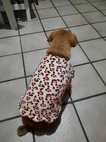 Dog Clothes - Catch The Trend With Leopard Pattern photo review