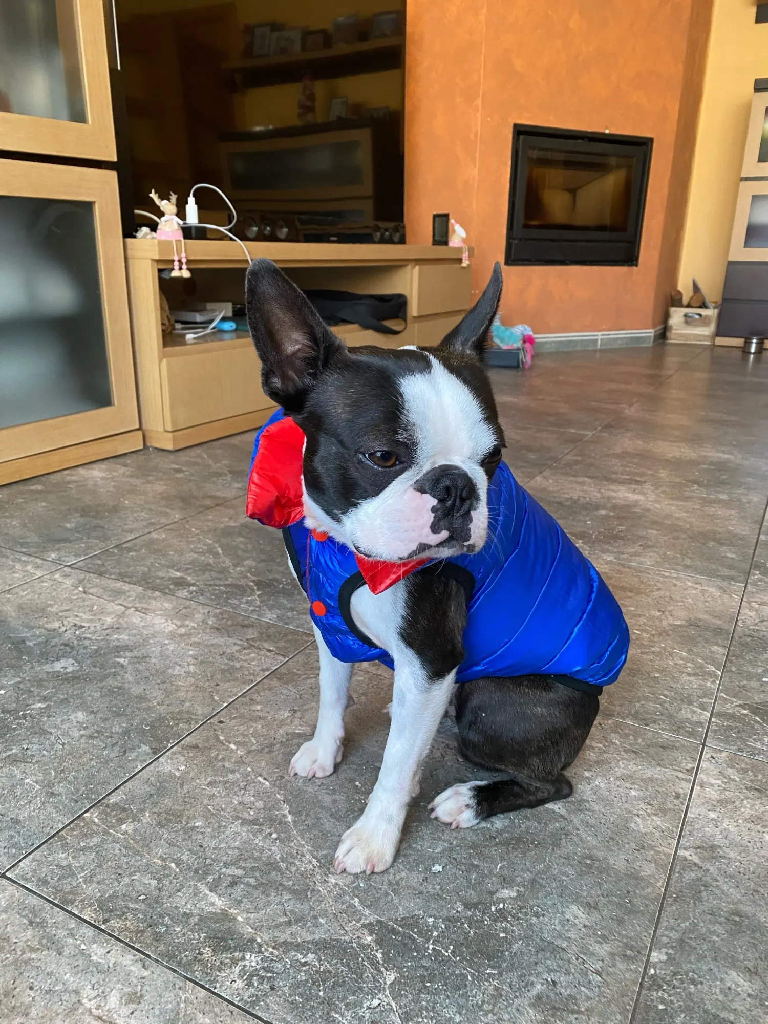 Cozy Canine Essentials: Reversible Winter Dog Vest photo review