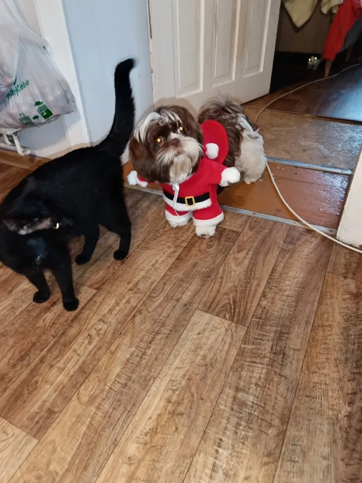 Funny Christmas Santa Claus Costume for Small Cats and Dogs - Get Your Pet in the Holiday Spirit with Festive Winter Outfits photo review