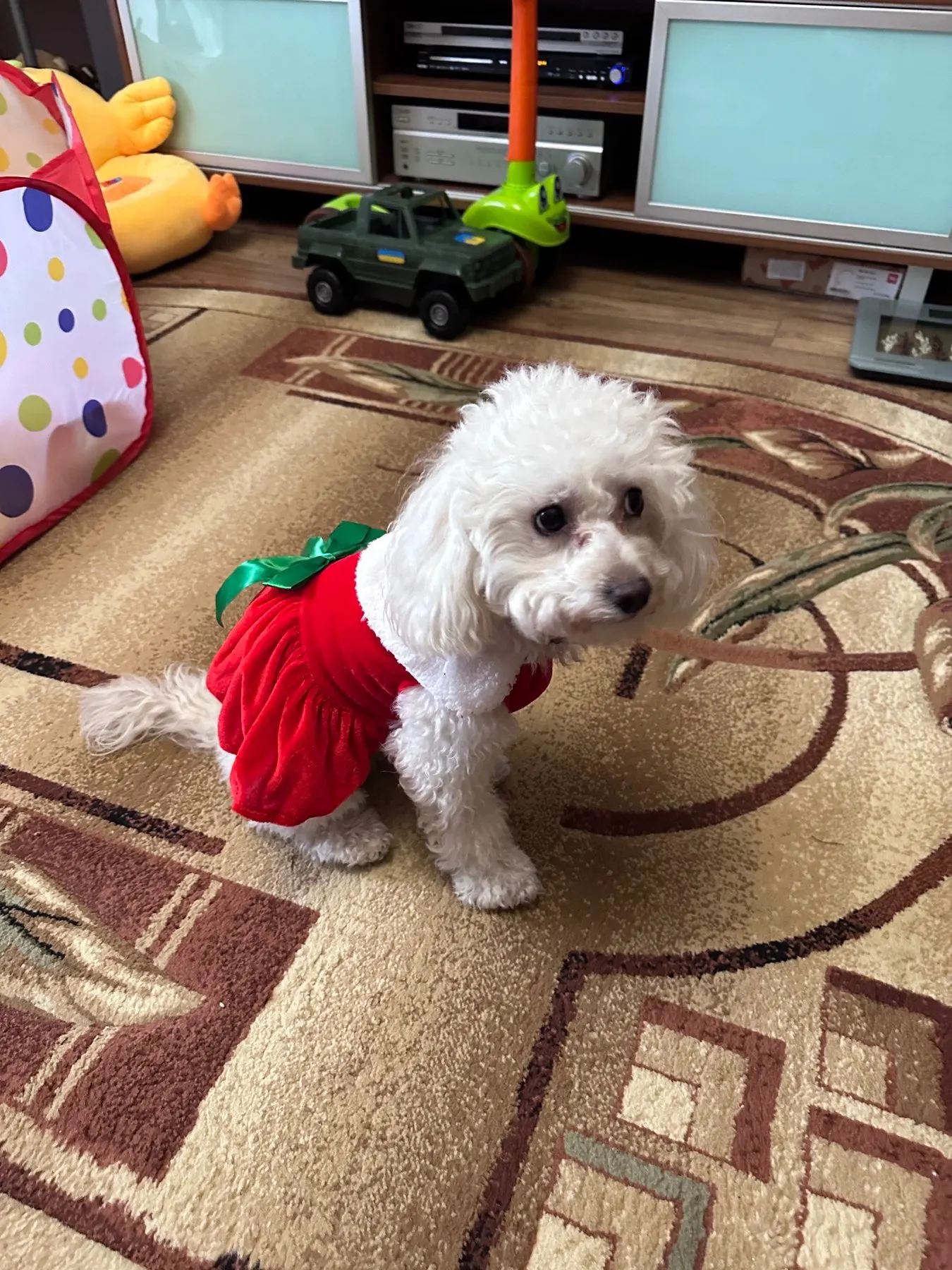 Jolly Paws: Christmas Dress for Festive Furry Friends photo review