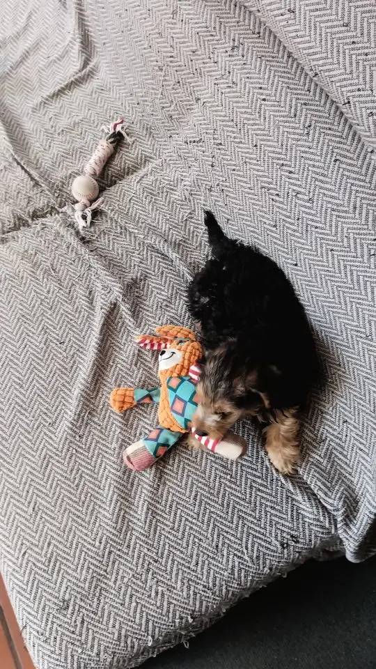 Juguete de peluche para mascotas, rompecabezas para perros y gatos, animales bonitos, resistente a mordeduras, interactivo, chirriante, limpieza de dientes de perro, juguete para masticar, suministros para mascotas photo review