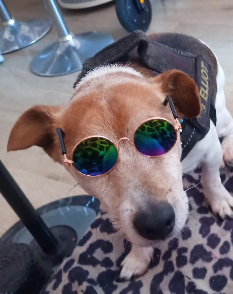 Classic Sunglass - Decorative Accessory for Dog photo review