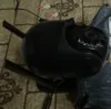Изображение товара 5