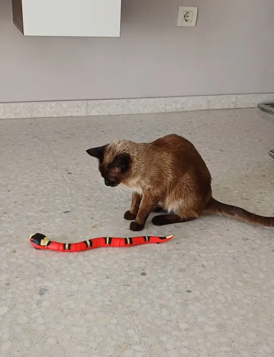 Smart Sensing Snake Cat Toy – SearchFindOrder