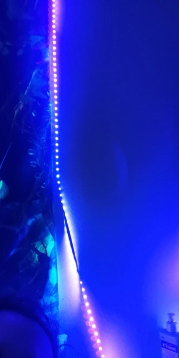 2835 SMD UV DC 12V 5M LED Light Strip Ultraviolet Strip Light photo review