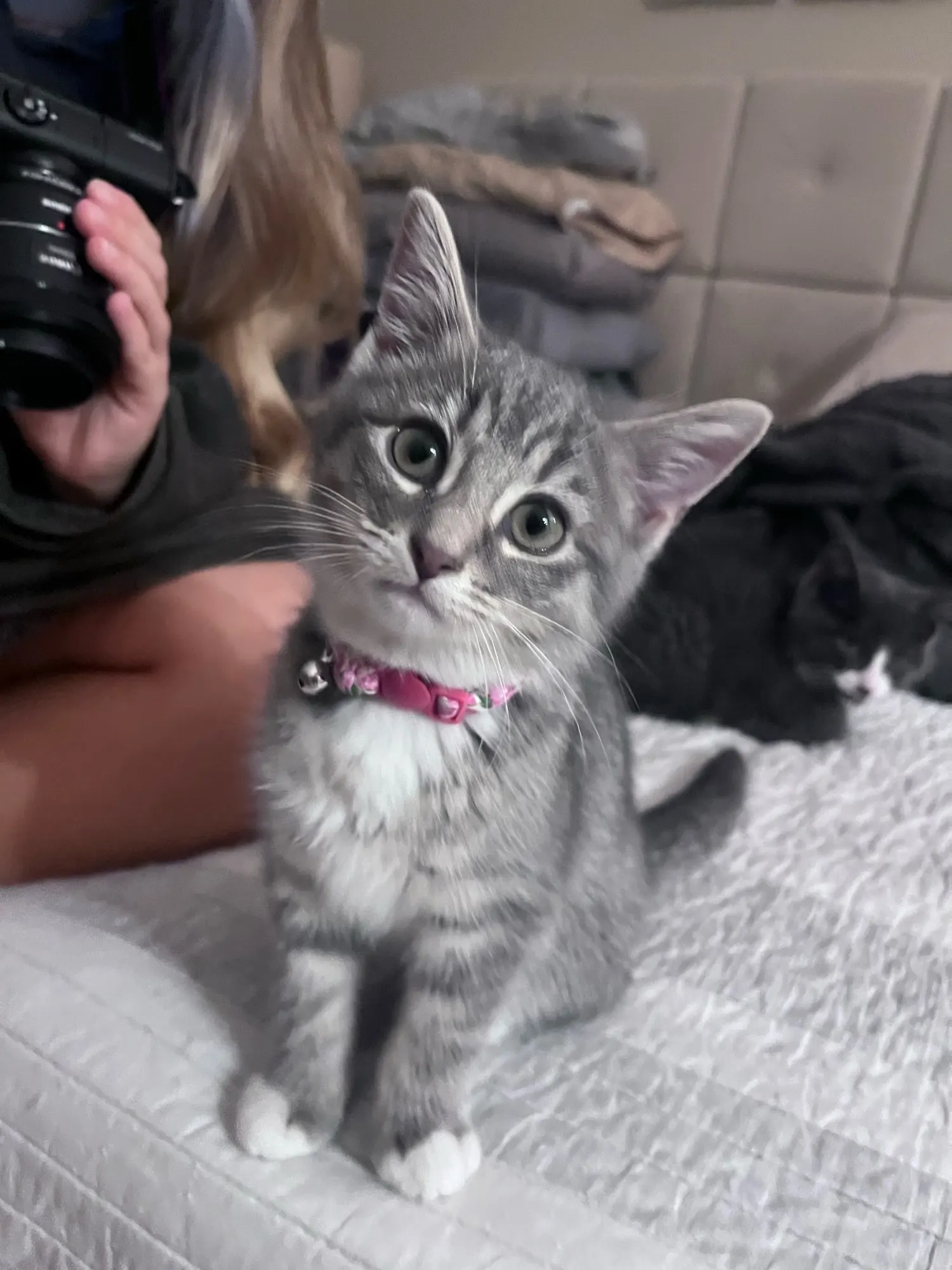 20cm Cute Soft Cat Plush Pillow photo review