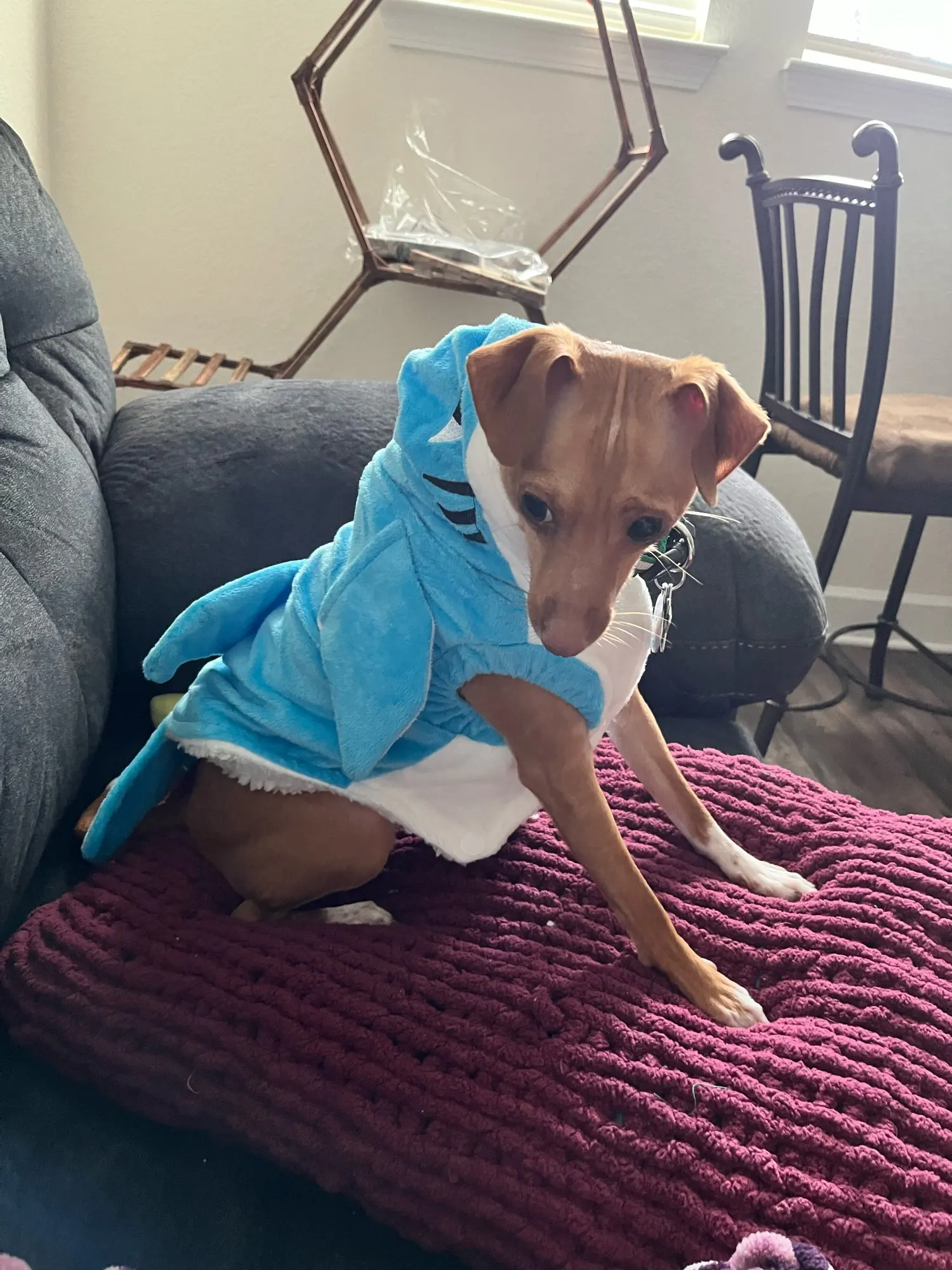 Shark Coat For Dog - Aggressive Or Cute? photo review